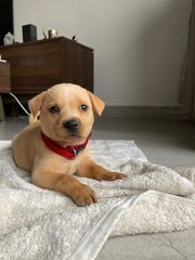 Cheezcake - Mixed Breed Dog