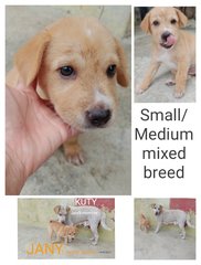 Jany - Mixed Breed Dog