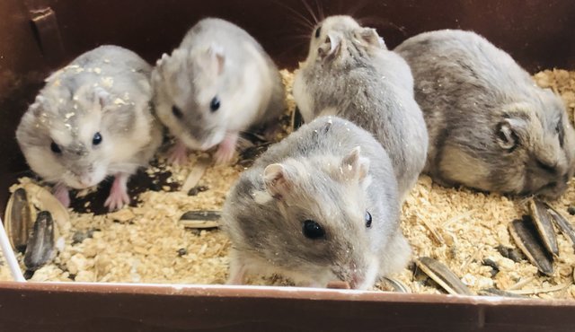 Coconut,lulu, Daisy,koncha,flash  - Roborovsky's Hamster Hamster