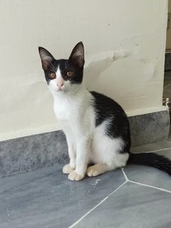 Panda - Domestic Short Hair Cat