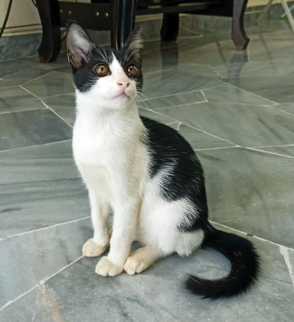 Panda - Domestic Short Hair Cat