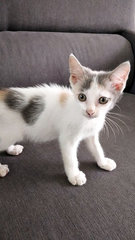 Baby Jenny - Domestic Short Hair Cat