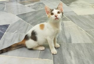 Baby Jenny - Domestic Short Hair Cat