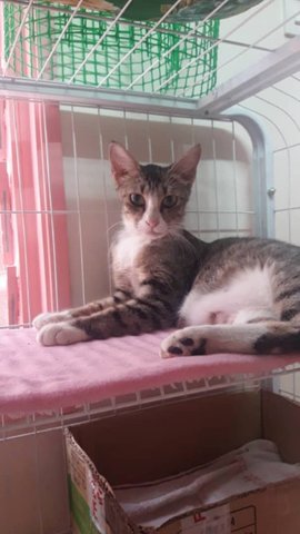 Luna Belle &amp; Her Three Babies - Tabby + Domestic Short Hair Cat