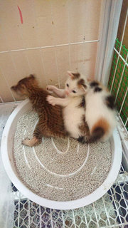 Luna Belle &amp; Her Three Babies - Tabby + Domestic Short Hair Cat