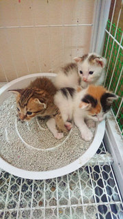 Luna Belle &amp; Her Three Babies - Tabby + Domestic Short Hair Cat