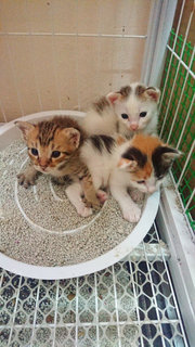 Luna Belle &amp; Her Three Babies - Tabby + Domestic Short Hair Cat