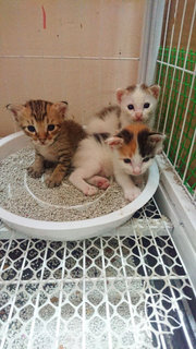 Luna Belle &amp; Her Three Babies - Tabby + Domestic Short Hair Cat