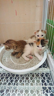 Luna Belle &amp; Her Three Babies - Tabby + Domestic Short Hair Cat