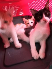 Moo, Adik &amp; Oyen  - Domestic Short Hair Cat