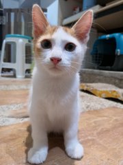 Moo, Adik &amp; Oyen  - Domestic Short Hair Cat