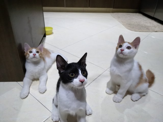 Moo, Adik &amp; Oyen  - Domestic Short Hair Cat