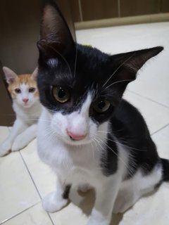 Moo, Adik &amp; Oyen  - Domestic Short Hair Cat