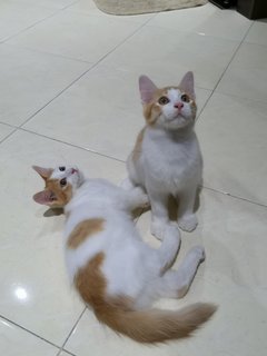 Moo, Adik &amp; Oyen  - Domestic Short Hair Cat