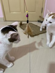 Cheng &amp; Cepet - Domestic Short Hair Cat