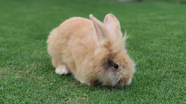 Fluffy - Bunny Rabbit Rabbit