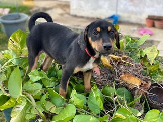 Lady - Mixed Breed Dog