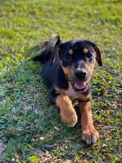 Lady - Mixed Breed Dog