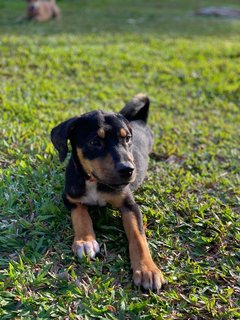 Lady - Mixed Breed Dog