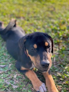 Lady - Mixed Breed Dog