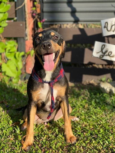 Lady - Mixed Breed Dog