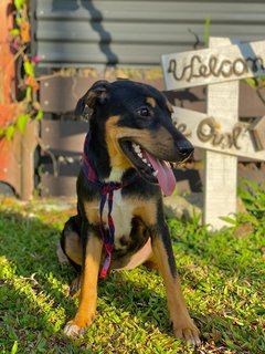 Lady - Mixed Breed Dog