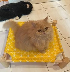 Pika - Persian Cat