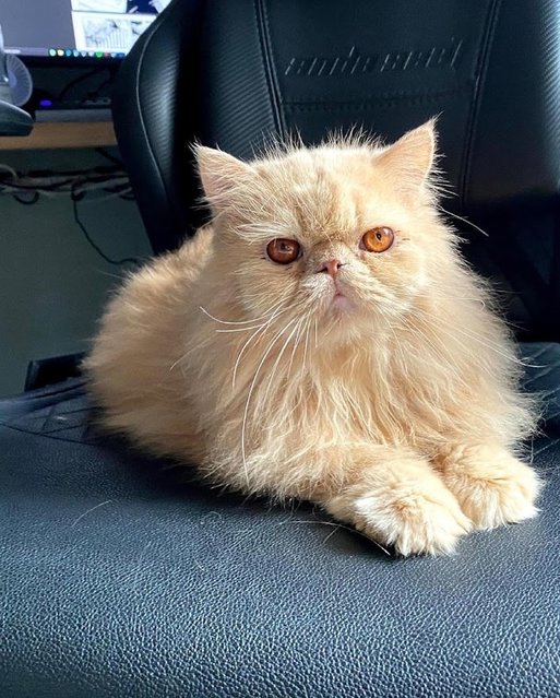 Pika - Persian Cat