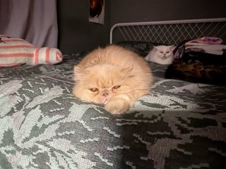 Pika - Persian Cat