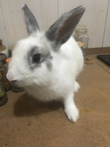 Rabbit Mix Bread  - New Zealand + Mini Rex Rabbit