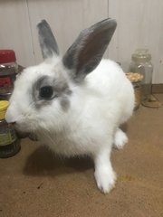 Rabbit Mix Bread  - New Zealand + Mini Rex Rabbit