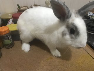 Rabbit Mix Bread  - New Zealand + Mini Rex Rabbit