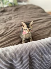 Tabby - Domestic Short Hair + Tabby Cat