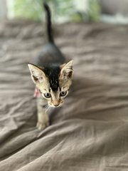 Tabby - Domestic Short Hair + Tabby Cat