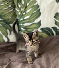 Tabby - Domestic Short Hair + Tabby Cat