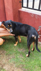 Coconut  - Rottweiler Dog