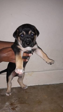 Cenes - Mixed Breed Dog