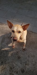 Hope - Labrador Retriever Mix Dog