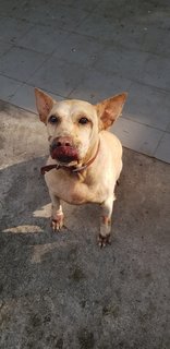 Hope - Labrador Retriever Mix Dog