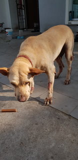 Hope - Labrador Retriever Mix Dog