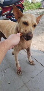 Hope - Labrador Retriever Mix Dog