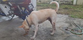 Cherish - Labrador Retriever Mix Dog