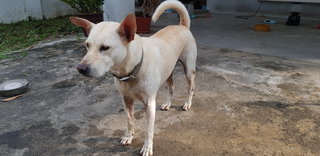 Cherish - Labrador Retriever Mix Dog