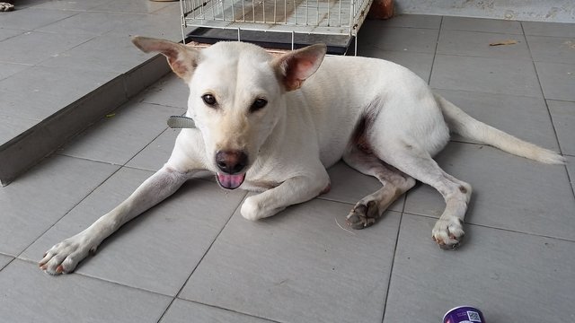 Cherish - Labrador Retriever Mix Dog