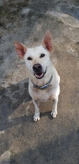 Cherish - Labrador Retriever Mix Dog