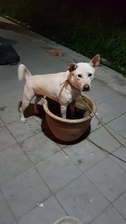 Cherish - Labrador Retriever Mix Dog