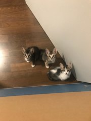 Family Of Four - Domestic Short Hair Cat