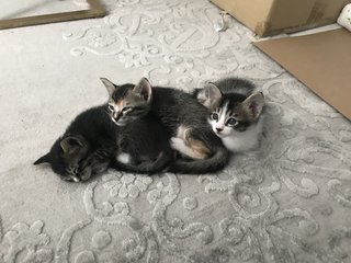 Family Of Four - Domestic Short Hair Cat