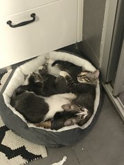 Family Of Four - Domestic Short Hair Cat