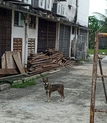 Girly - Mixed Breed Dog